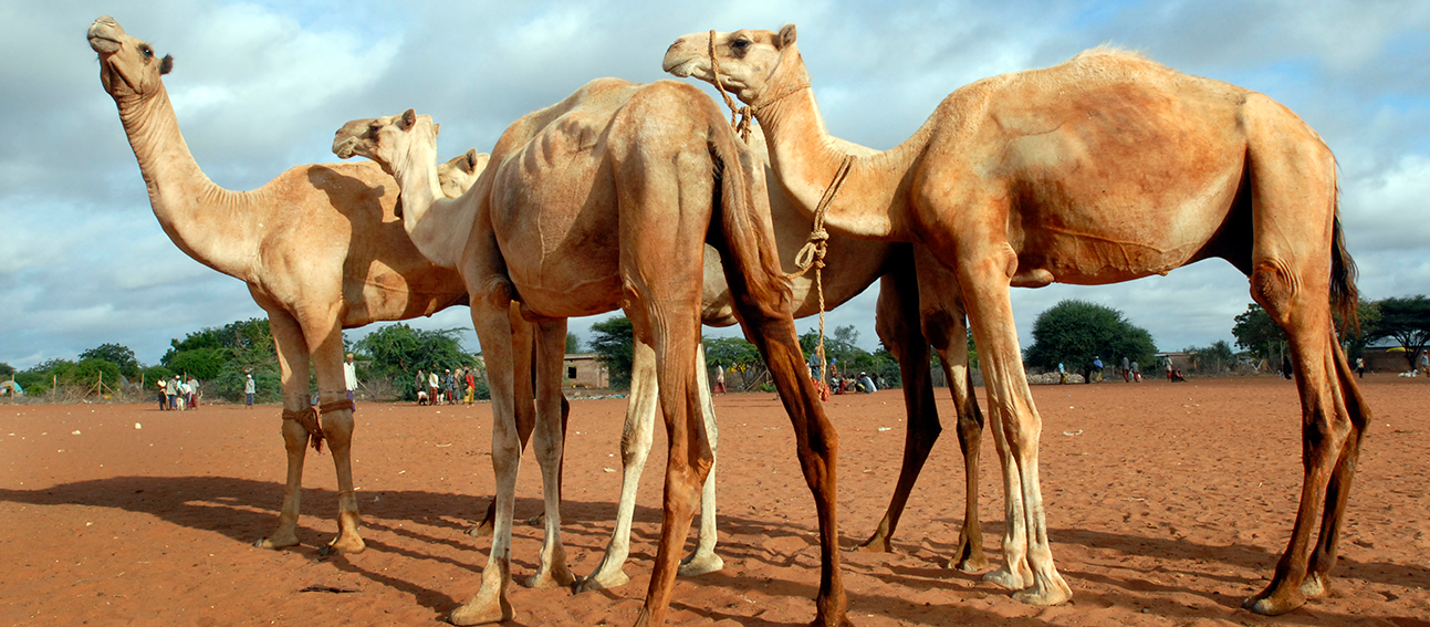 Discussions by correspondence on the proposed standard for pasteurized camel milk get under way